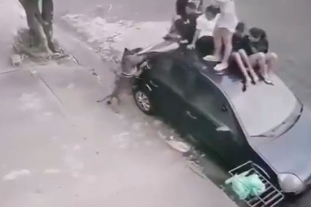 “ele-queria-pegar”,-diz-mae-de-jovem-mordida-por-pit-bull-no-interior