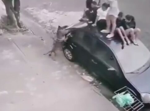“ele-queria-pegar”,-diz-mae-de-jovem-mordida-por-pit-bull-no-interior