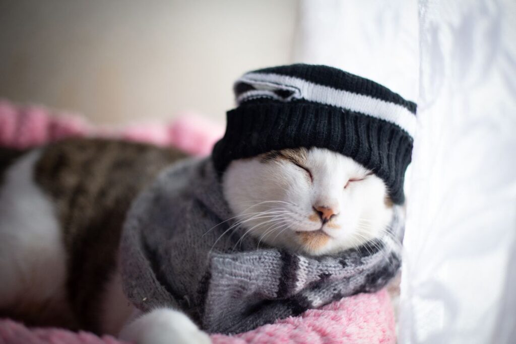 frio-oferece-riscos-a-saude-do-gato;-saiba-como-proteger-seu-pet