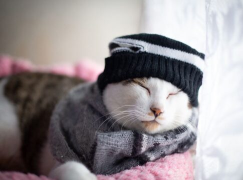 frio-oferece-riscos-a-saude-do-gato;-saiba-como-proteger-seu-pet
