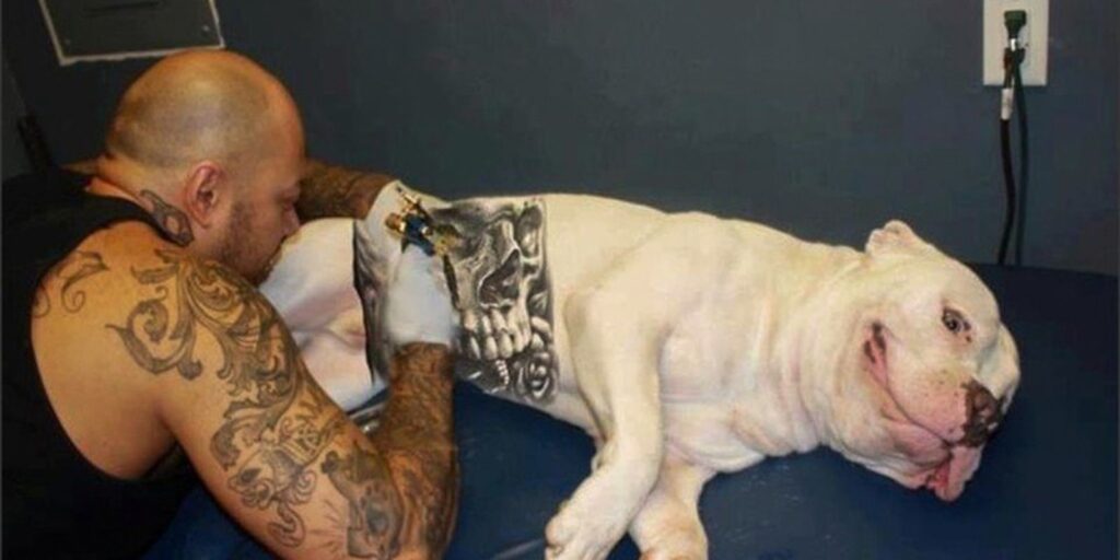 governo-sanciona-lei-que-proibe-tatuagens e-piercings em-caes e-gatos