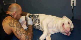 governo-sanciona-lei-que-proibe-tatuagens e-piercings em-caes e-gatos