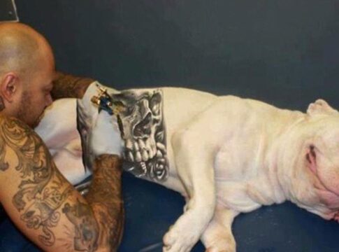 governo-sanciona-lei-que-proibe-tatuagens e-piercings em-caes e-gatos