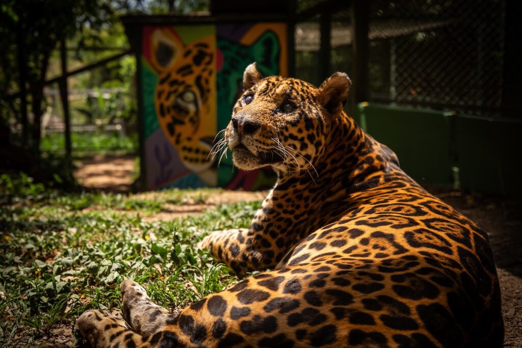 onca-mais-velha-do-mundo-em-cativeiro-morre-em-ong-no-entorno-do-df