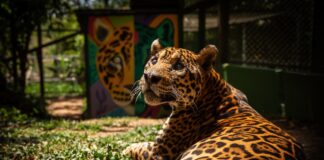 onca-mais-velha-do-mundo-em-cativeiro-morre-em-ong-no-entorno-do-df