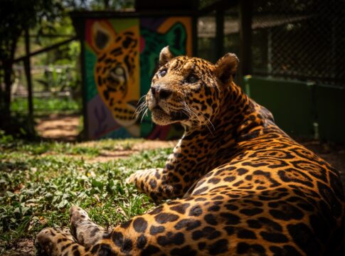 onca-mais-velha-do-mundo-em-cativeiro-morre-em-ong-no-entorno-do-df