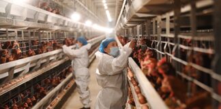 japao-suspende-compra-de-frango-de-duas-cidades-do-brasil.-saiba-quais