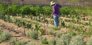 estudo-mostra-ganhos-necessarios-para-vida-digna-em-areas-do-semiarido