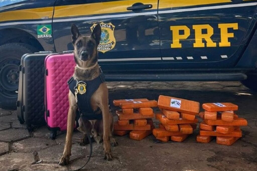 cao-policial-konan-acha-25-kg-de-maconha-perfumada-em-onibus.-video