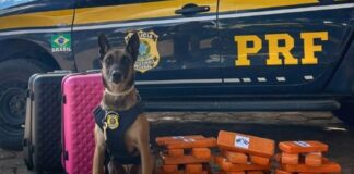 cao-policial-konan-acha-25-kg-de-maconha-perfumada-em-onibus.-video