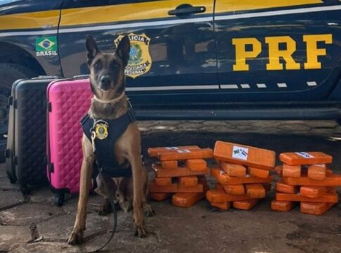 cao-policial-konan-acha-25-kg-de-maconha-perfumada-em-onibus.-video