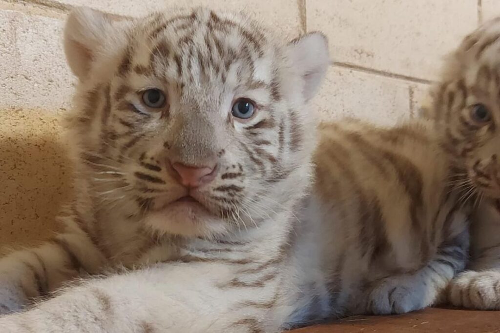 video:-tres-filhotes-de-tigre-branco-nascem-em-parque-de-sao-paulo