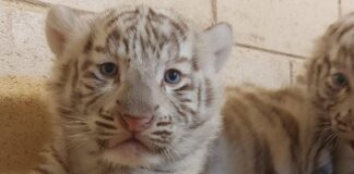 video:-tres-filhotes-de-tigre-branco-nascem-em-parque-de-sao-paulo