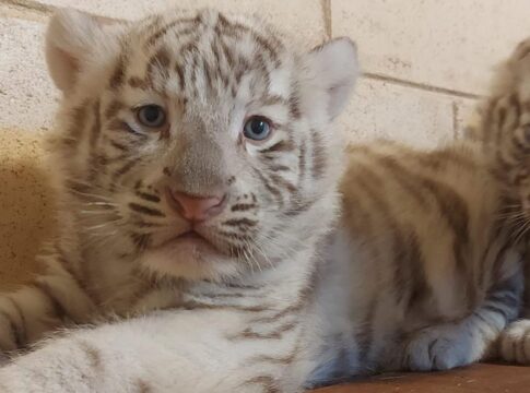 video:-tres-filhotes-de-tigre-branco-nascem-em-parque-de-sao-paulo