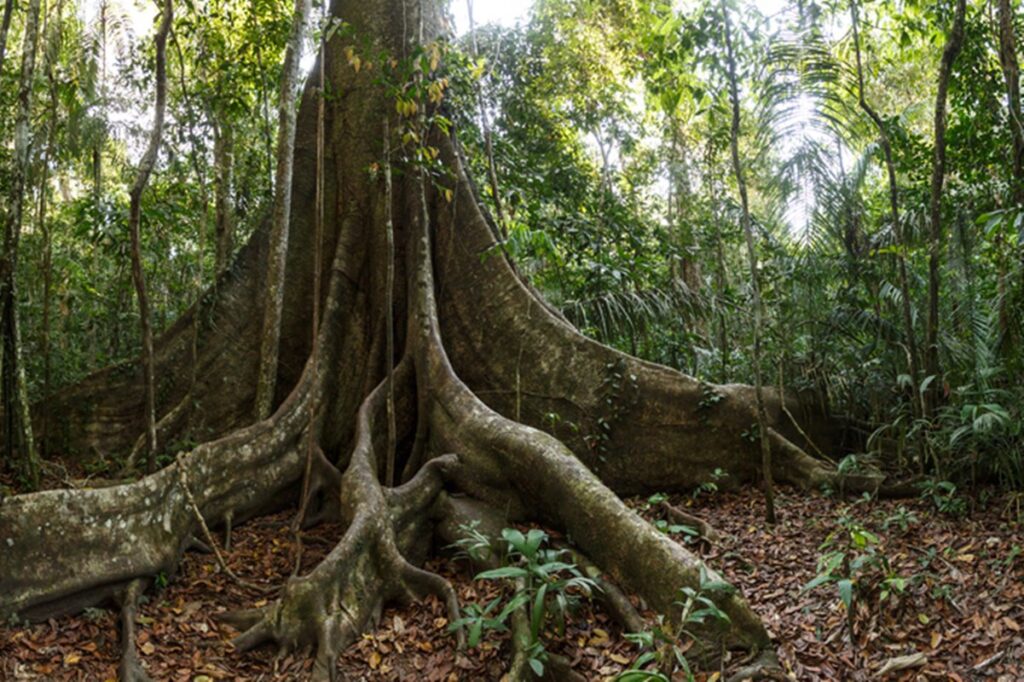 estudo-de-troncos-de-arvores-da-amazonia-revela-mudancas-nas-chuvas
