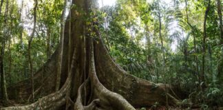 estudo-de-troncos-de-arvores-da-amazonia-revela-mudancas-nas-chuvas