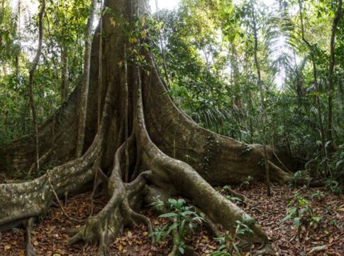estudo-de-troncos-de-arvores-da-amazonia-revela-mudancas-nas-chuvas