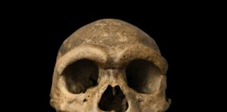 “homem-dragao”:-cientistas-acham-origem-de-caveira-de-146-mil-anos