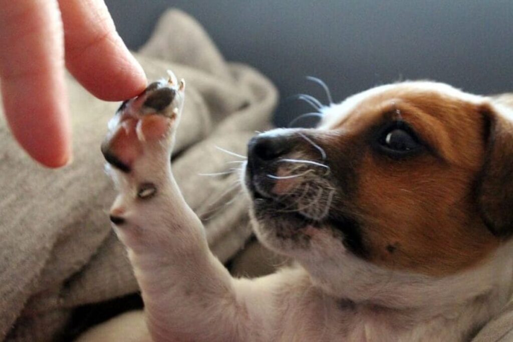saiba-o-que-o-cachorro-quer-“dizer”-ao-tocar-o-tutor-com-a-pata