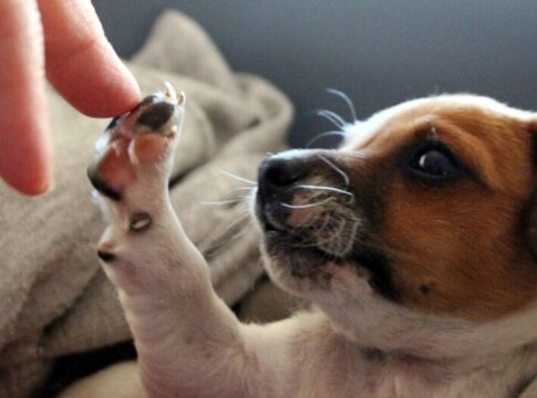 saiba-o-que-o-cachorro-quer-“dizer”-ao-tocar-o-tutor-com-a-pata