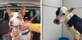 pit-bull-abandonado-doa-sangue-e-salva-vida-de-pet-de-apoio-emocional