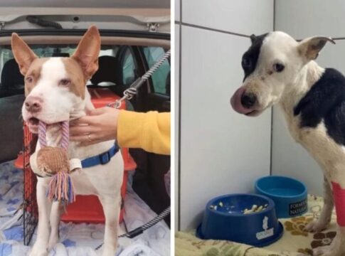 pit-bull-abandonado-doa-sangue-e-salva-vida-de-pet-de-apoio-emocional