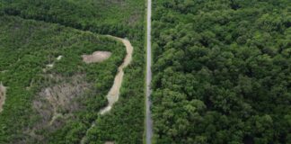 construcao-de-estradas-impacta-mangue-amazonico