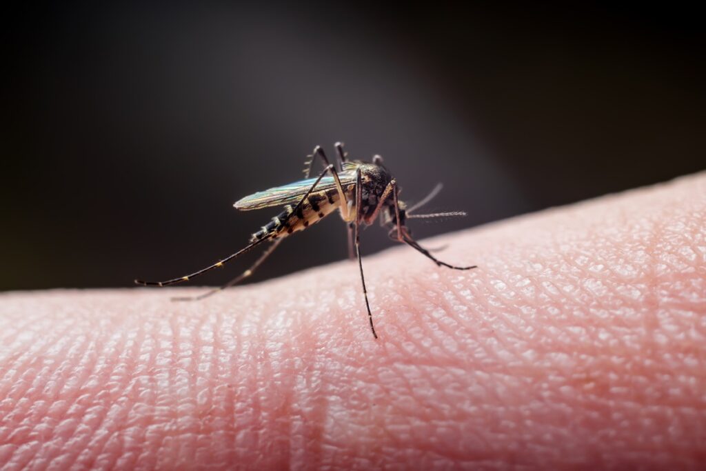 4-receitas-de-repelentes-naturais-que-mantem-mosquitos-longe-de-casa