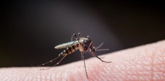 4-receitas-de-repelentes-naturais-que-mantem-mosquitos-longe-de-casa