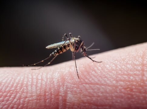4-receitas-de-repelentes-naturais-que-mantem-mosquitos-longe-de-casa