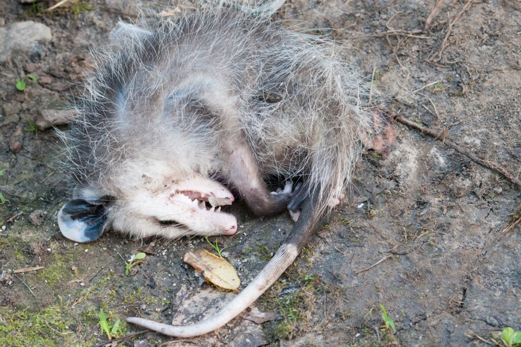 fingiu-de-morto?-saiba-o-que-e-e-para-que-serve-a-tanatose-em-animais