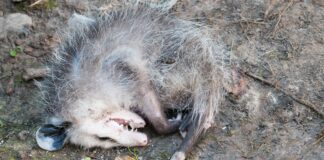 fingiu-de-morto?-saiba-o-que-e-e-para-que-serve-a-tanatose-em-animais