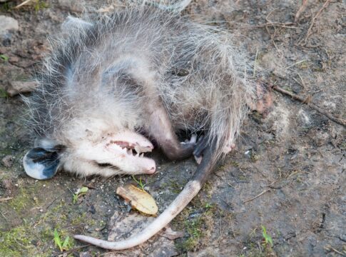 fingiu-de-morto?-saiba-o-que-e-e-para-que-serve-a-tanatose-em-animais