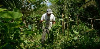 edital-seleciona-36-projetos-para-fortalecer-agricultura-familiar