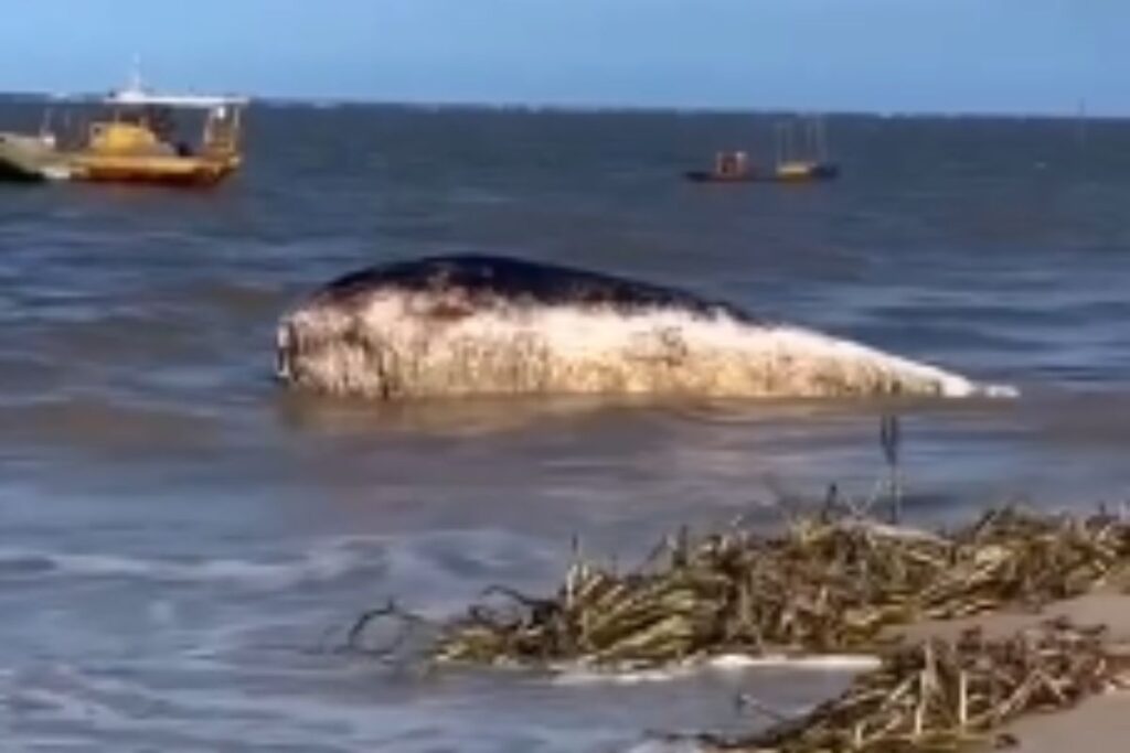 video:-baleia-e-encontrada-morta-na-praia-de-acau,-na-paraiba