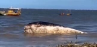 video:-baleia-e-encontrada-morta-na-praia-de-acau,-na-paraiba
