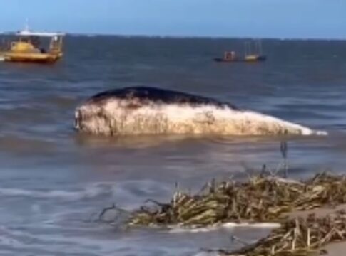 video:-baleia-e-encontrada-morta-na-praia-de-acau,-na-paraiba