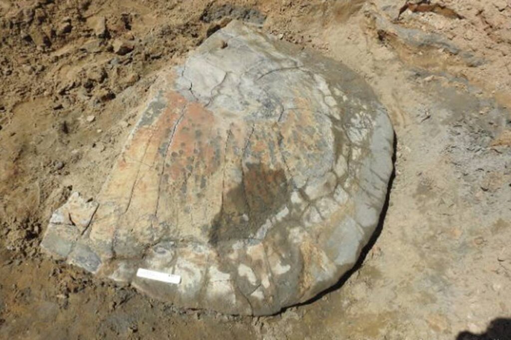 fossil-de-tartaruga-gigante-com-9-milhoes-de-anos-e-encontrado-no-acre