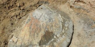 fossil-de-tartaruga-gigante-com-9-milhoes-de-anos-e-encontrado-no-acre