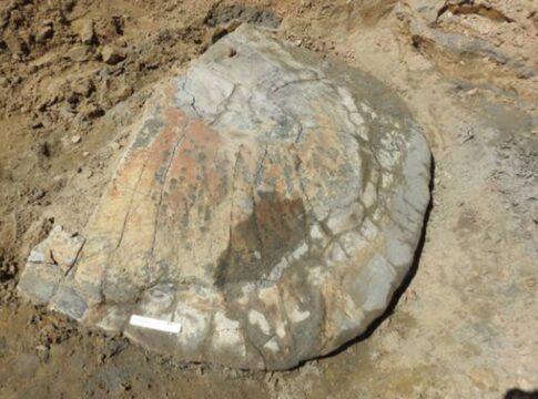 fossil-de-tartaruga-gigante-com-9-milhoes-de-anos-e-encontrado-no-acre