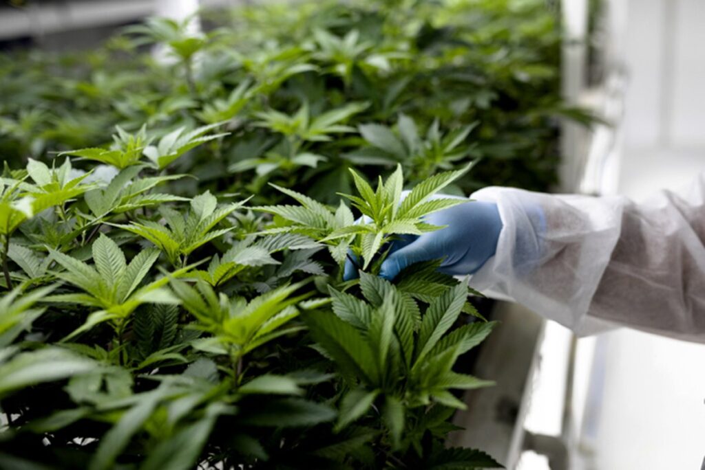 projeto-quer-criar-centro-de-tratamentos-com-cannabis-medicinal-no-df