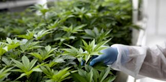 projeto-quer-criar-centro-de-tratamentos-com-cannabis-medicinal-no-df