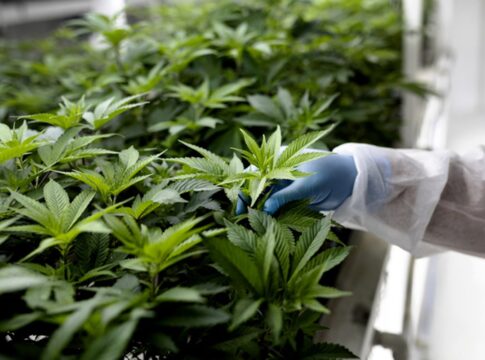 projeto-quer-criar-centro-de-tratamentos-com-cannabis-medicinal-no-df