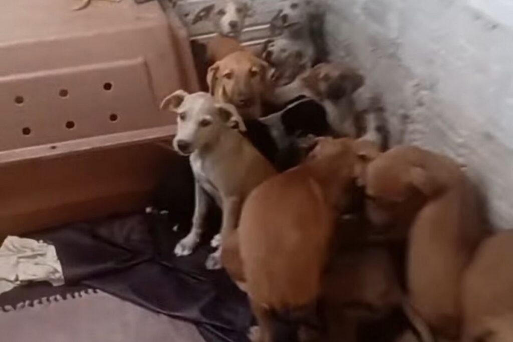 cinco-caes-de-abrigo-morrem-durante-queima-de-fogos-de-sao-joao