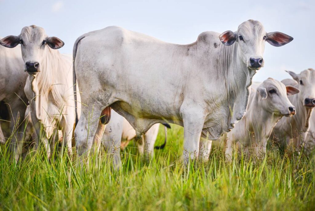 governo-faz-leilao-de-vacas,-helicoptero-e-ferrari-nesta-quinta-(26/6)