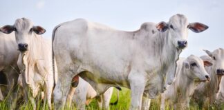 governo-faz-leilao-de-vacas,-helicoptero-e-ferrari-nesta-quinta-(26/6)
