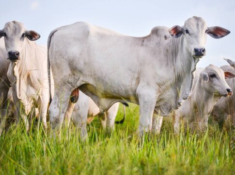 governo-faz-leilao-de-vacas,-helicoptero-e-ferrari-nesta-quinta-(26/6)