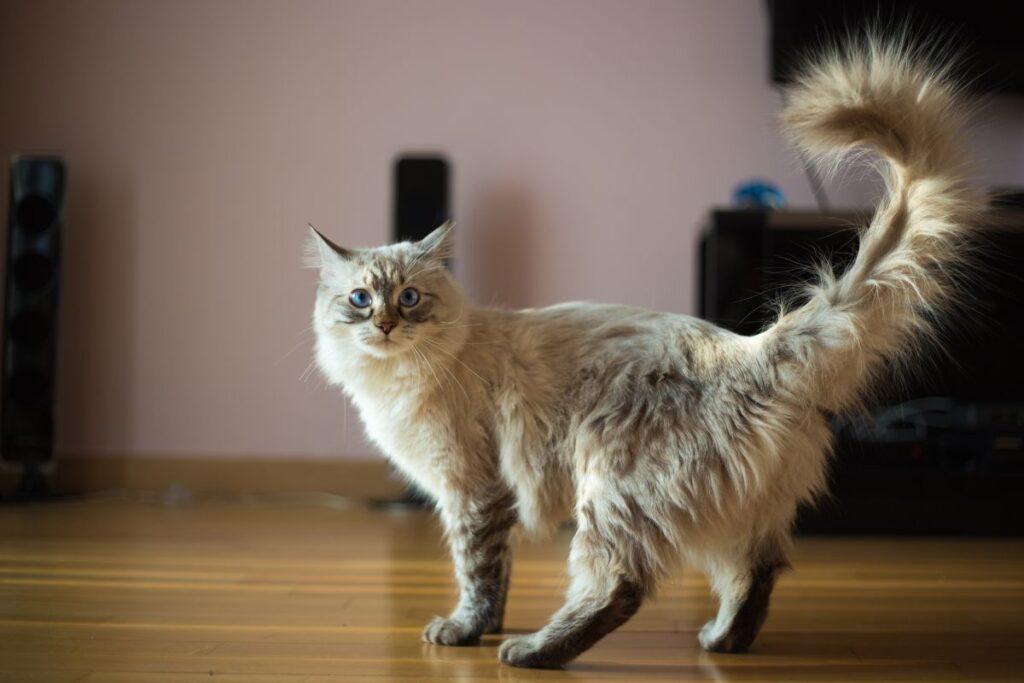 o-que-os-gestos-do-seu-gato-realmente-significam,-segundo-a-usp