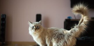 o-que-os-gestos-do-seu-gato-realmente-significam,-segundo-a-usp