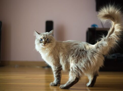 o-que-os-gestos-do-seu-gato-realmente-significam,-segundo-a-usp